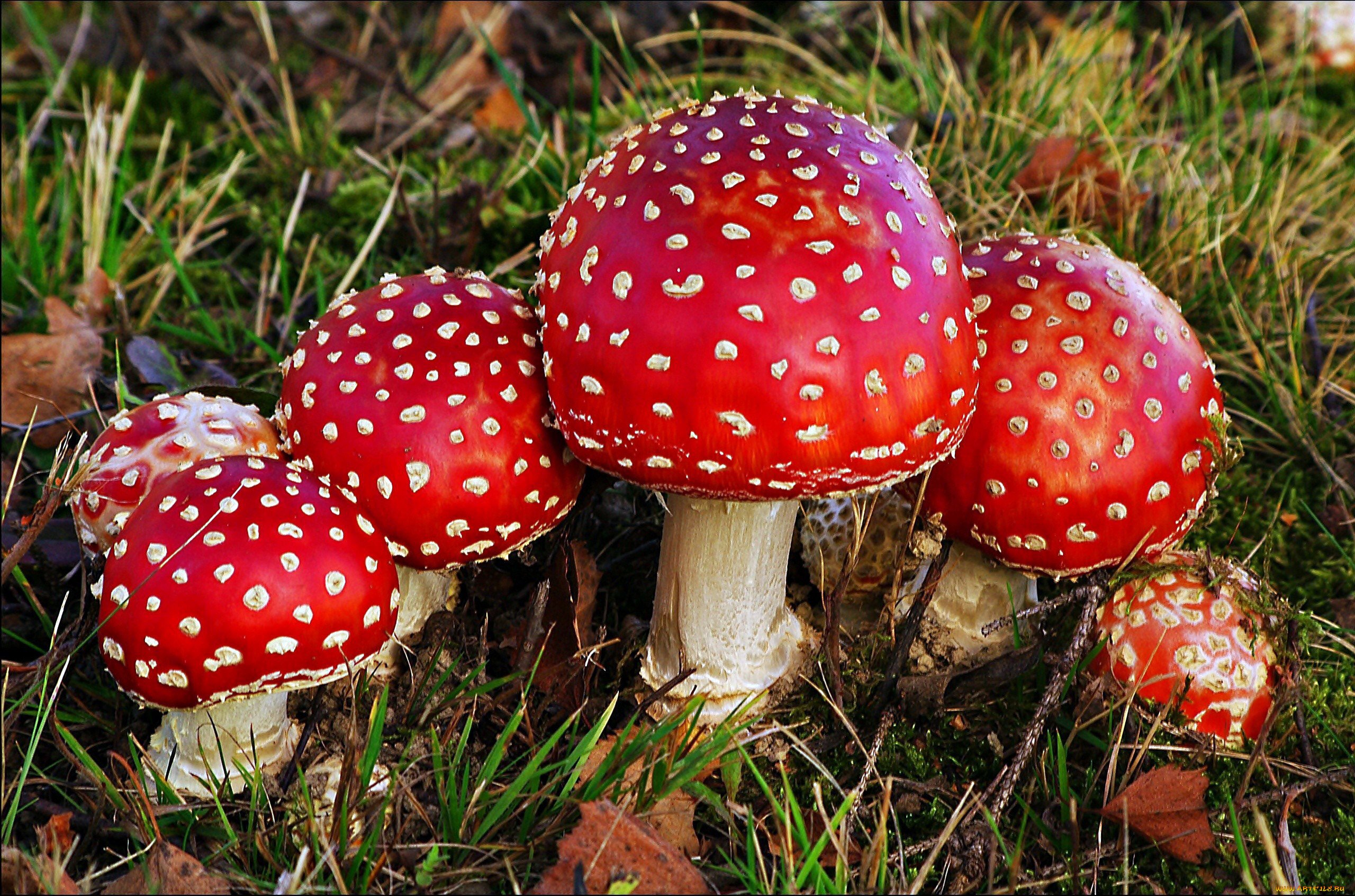 Мухомор Красный: мифы и реальность